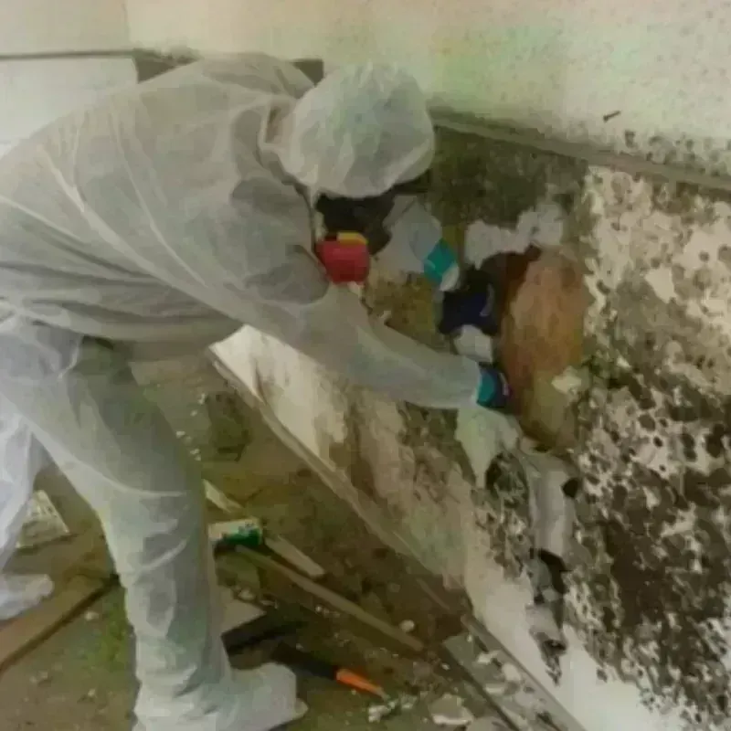 Mold Remediation and Removal in Pitt County, NC